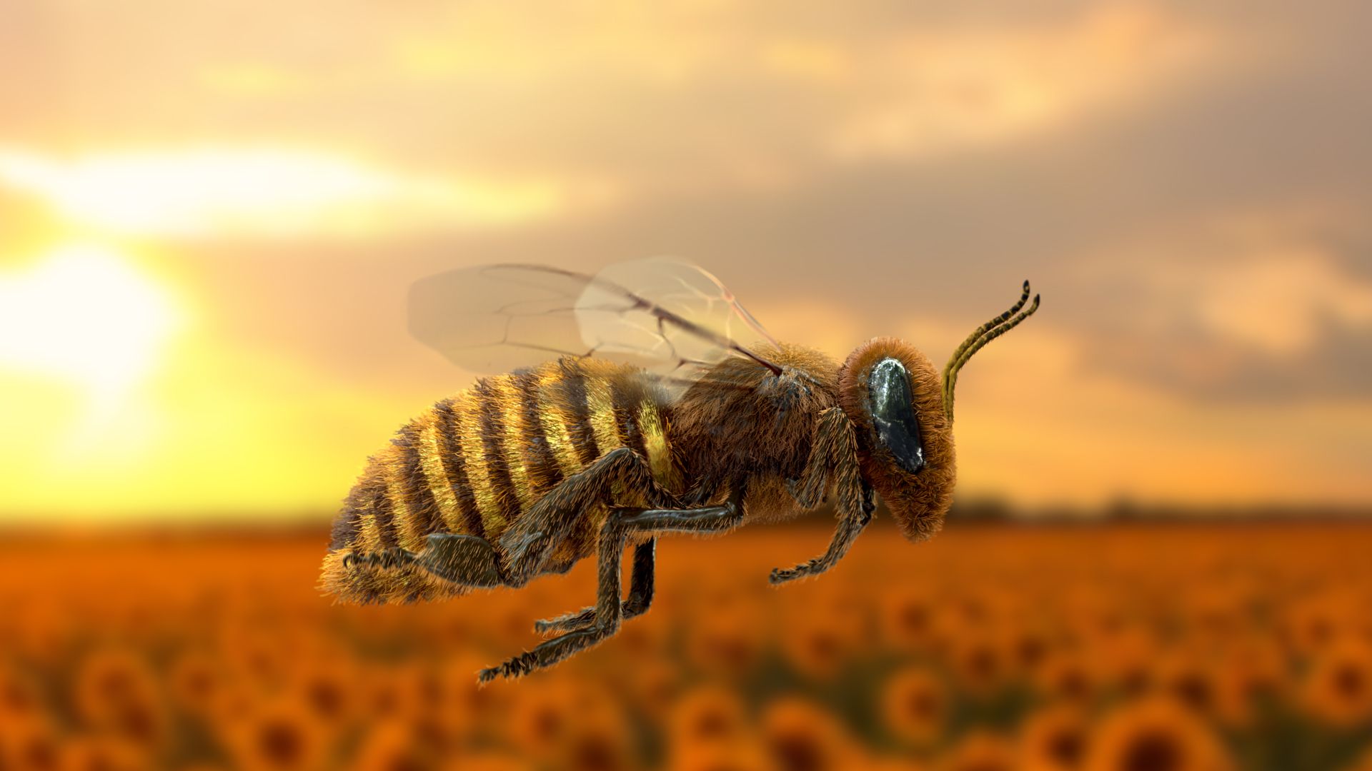 Bee